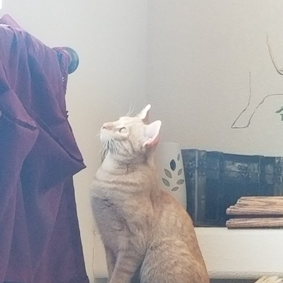 Meet your Posher, Veronica - Picture 10 of 12